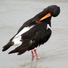 Füsse im Wasser, Federn im Wind