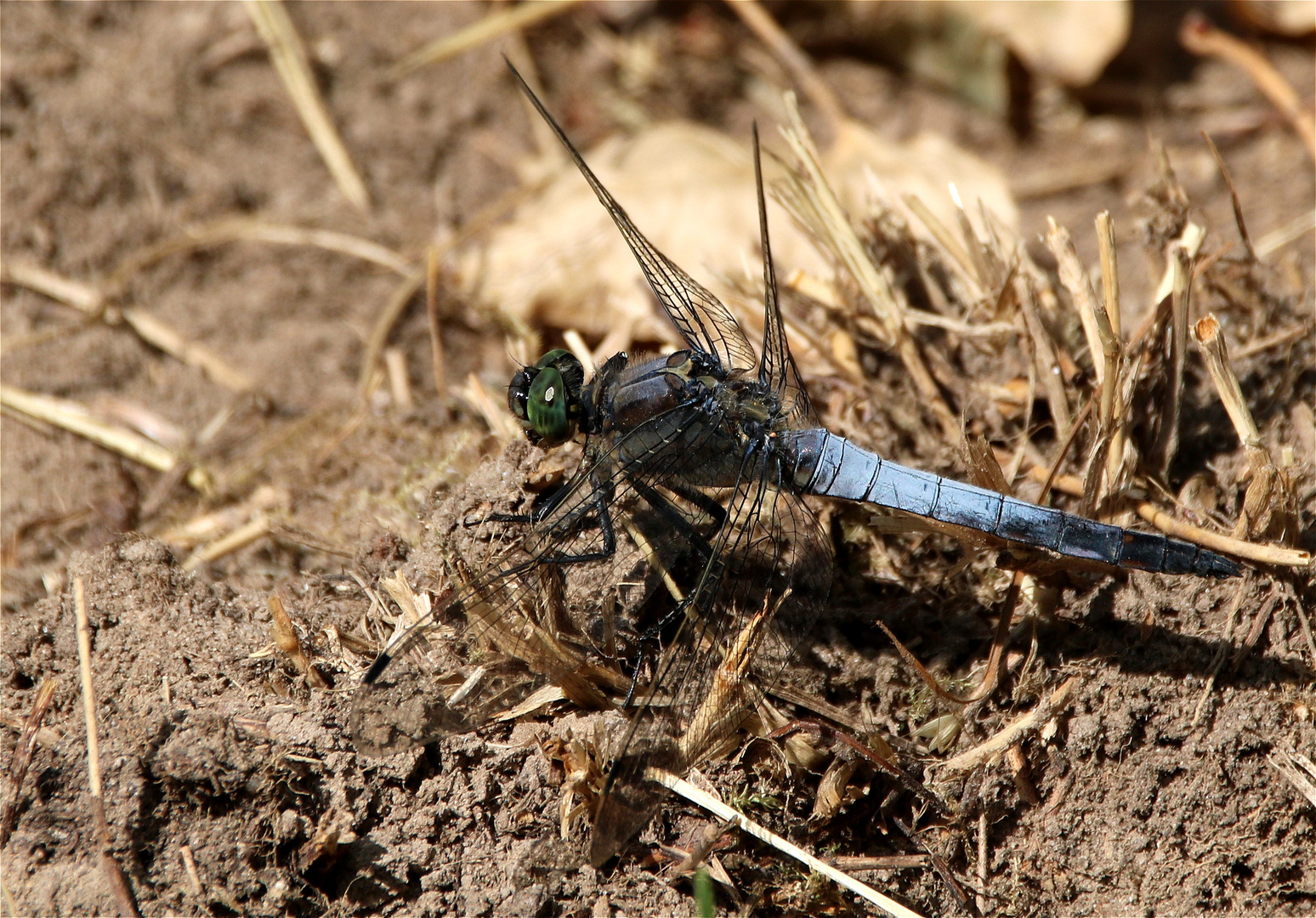 ~ Füße, wofür habe ich euch, wenn ich Flügel zum Fliegen habe ~