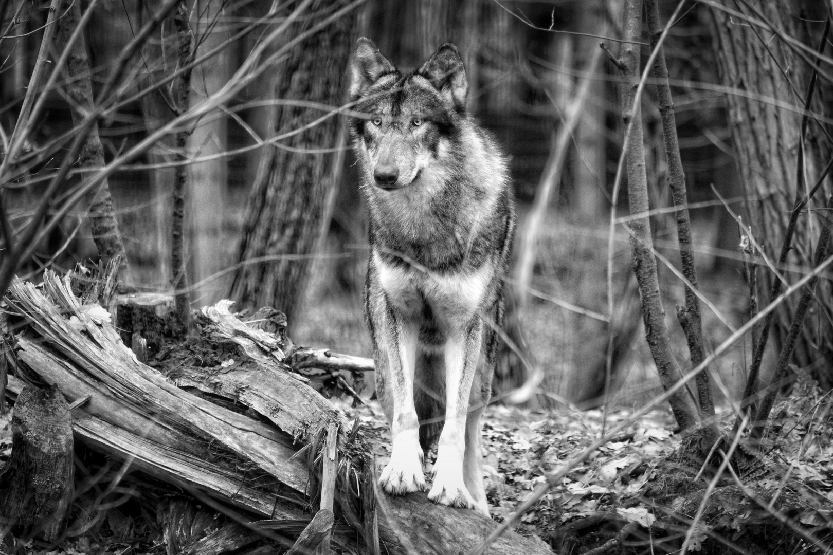 Füttere den Wolf, der Wolf schaut immer zum Wald