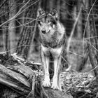 Füttere den Wolf, der Wolf schaut immer zum Wald