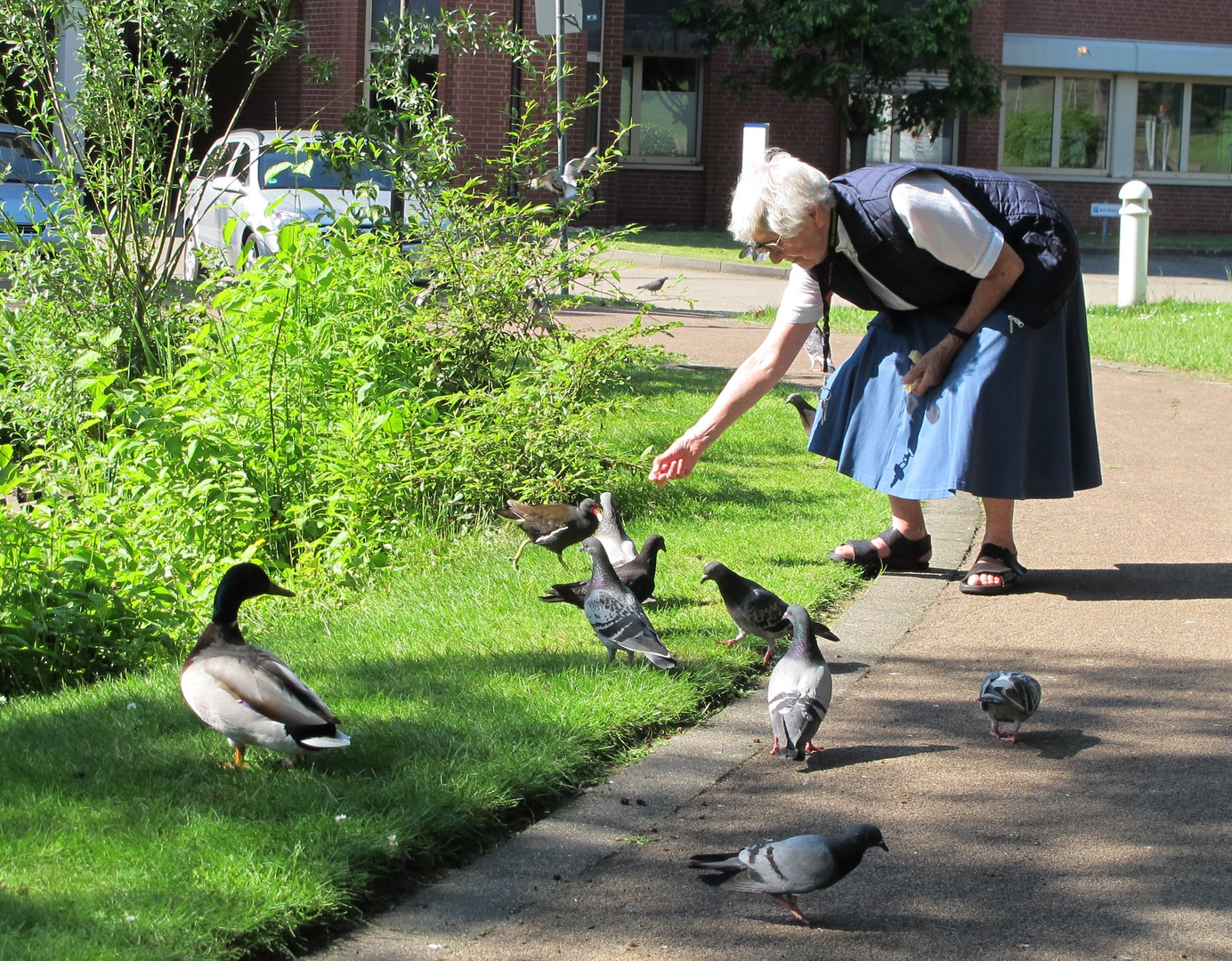 Füttern der Enten am Seniorenheim Marienhof in Ratingen.