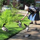 Füttern der Enten am Seniorenheim Marienhof in Ratingen.