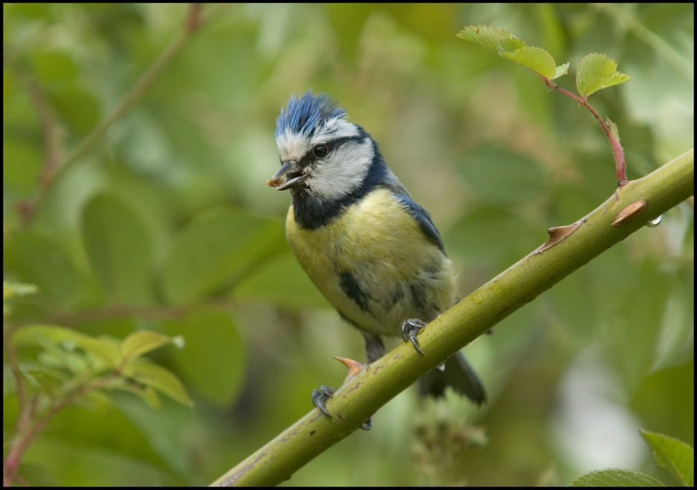 Fütternde Blaumeise 2