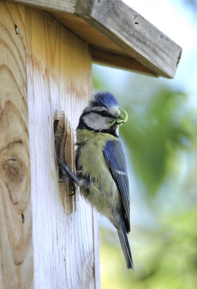 Fütternde Blaumeise