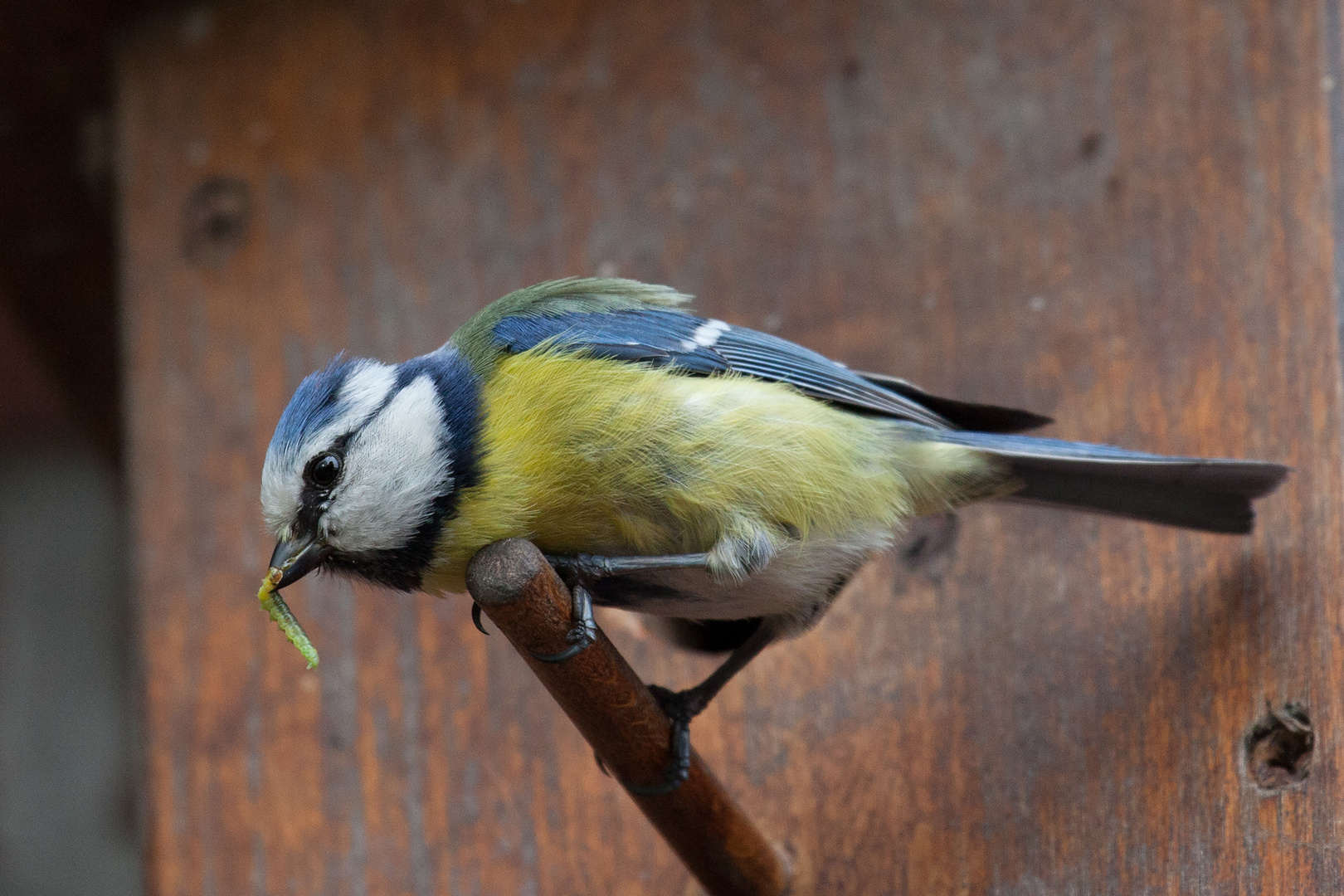 fütternde Blaumeise