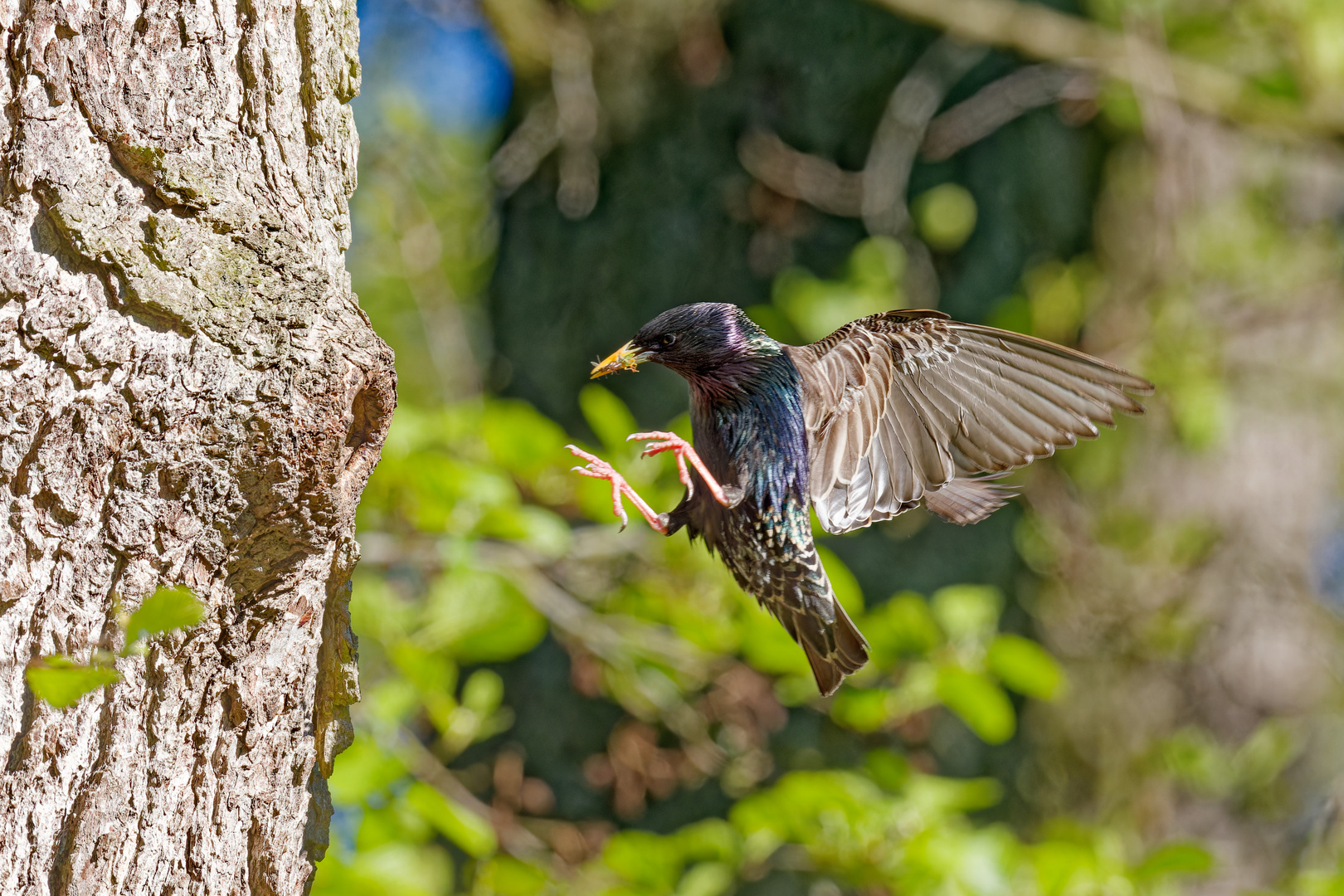 Fütternder Star im Anflug ans Nest