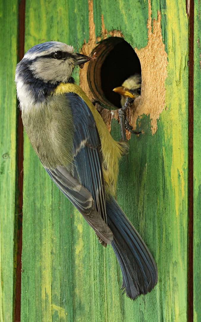 Fütterung