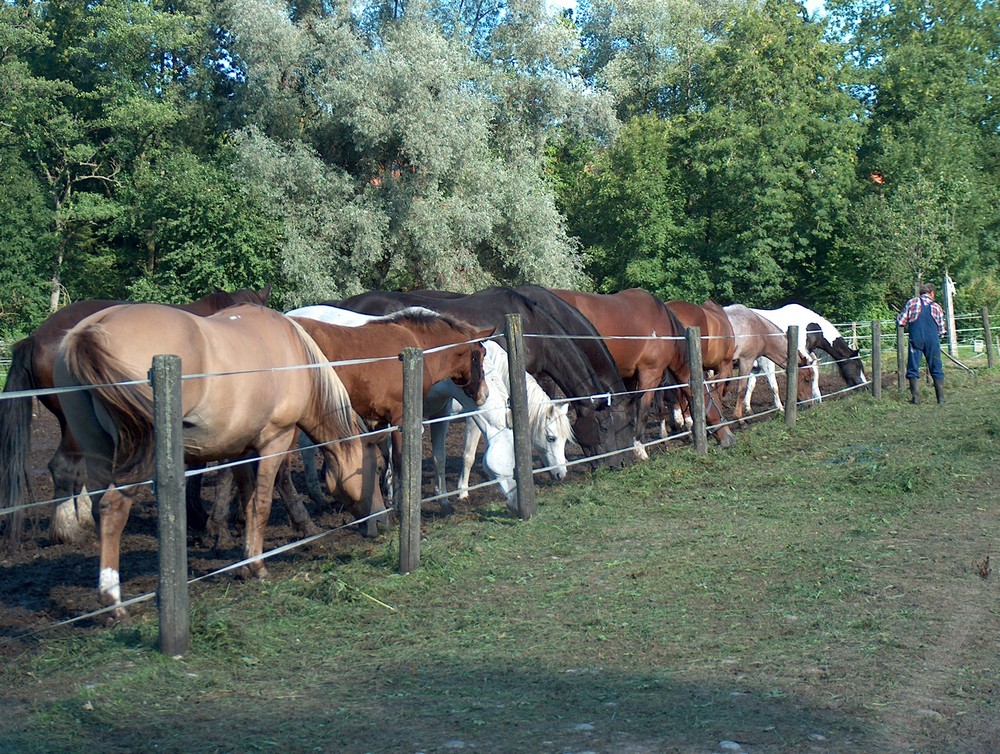 Fütterung am Abend