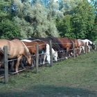 Fütterung am Abend