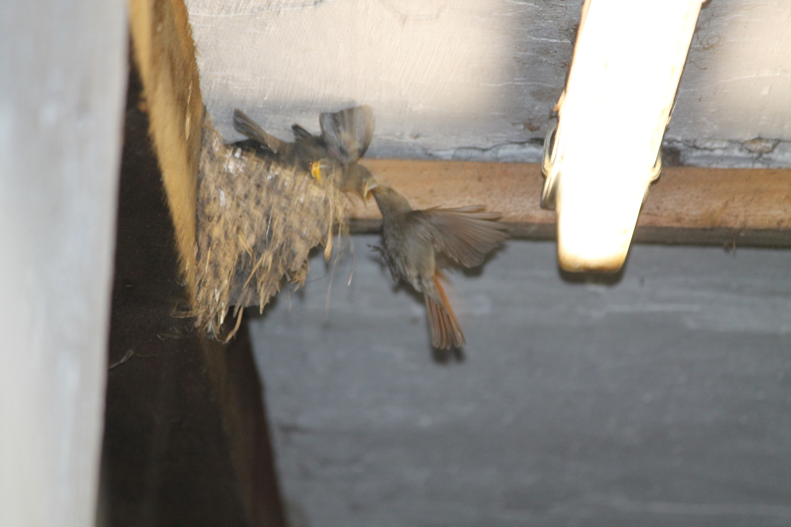 Fütterung am Nest