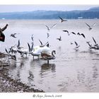 Fütterung am Starnberger See