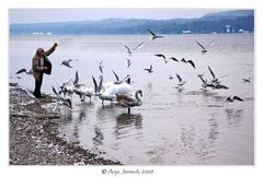 Fütterung am Starnberger See