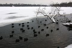 Fütterung am Unisee