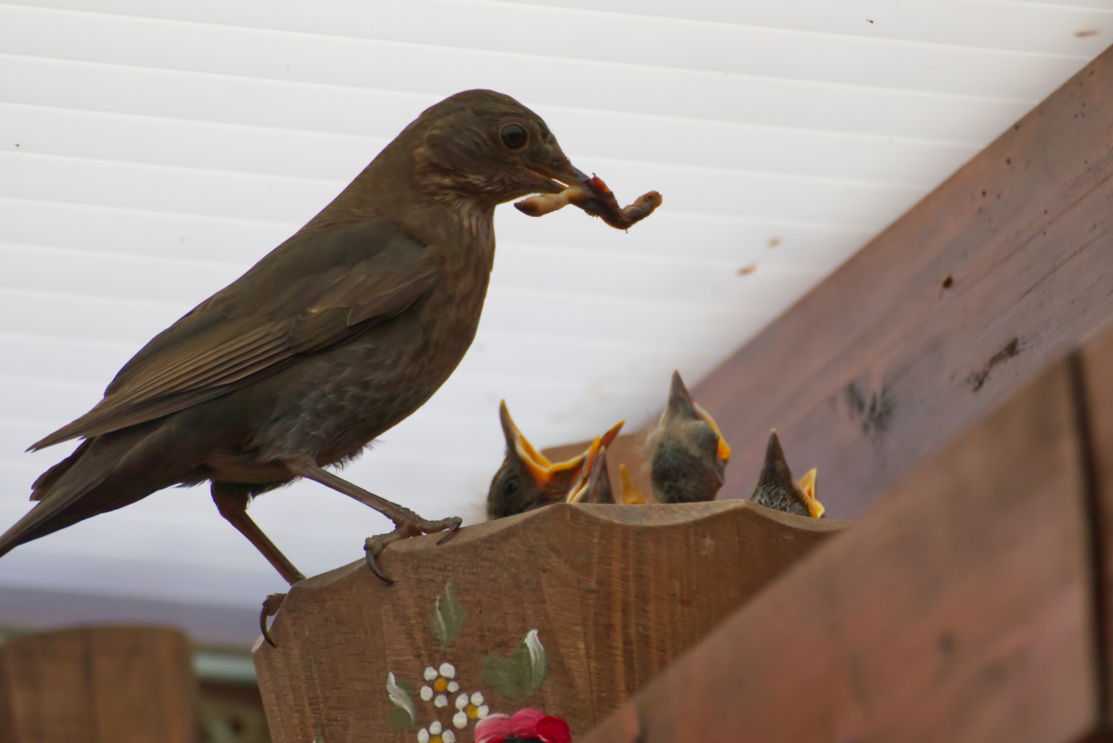 Fütterung - Amsel