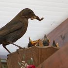 Fütterung - Amsel