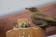 Fütterung - Amsel