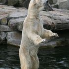 Fütterung bei den Berliner Eisbären