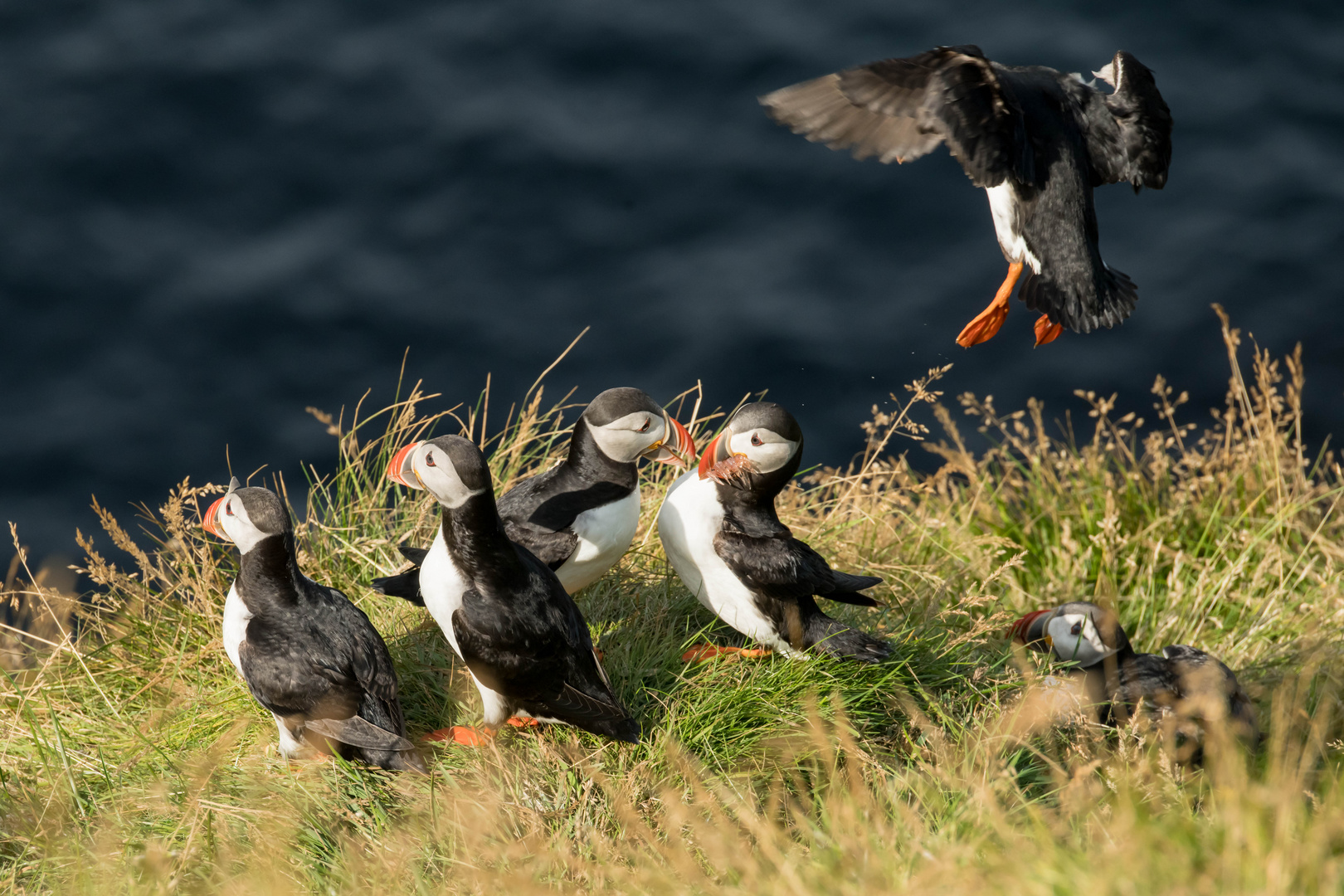 Fütterung bei den Puffins