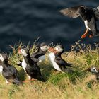 Fütterung bei den Puffins