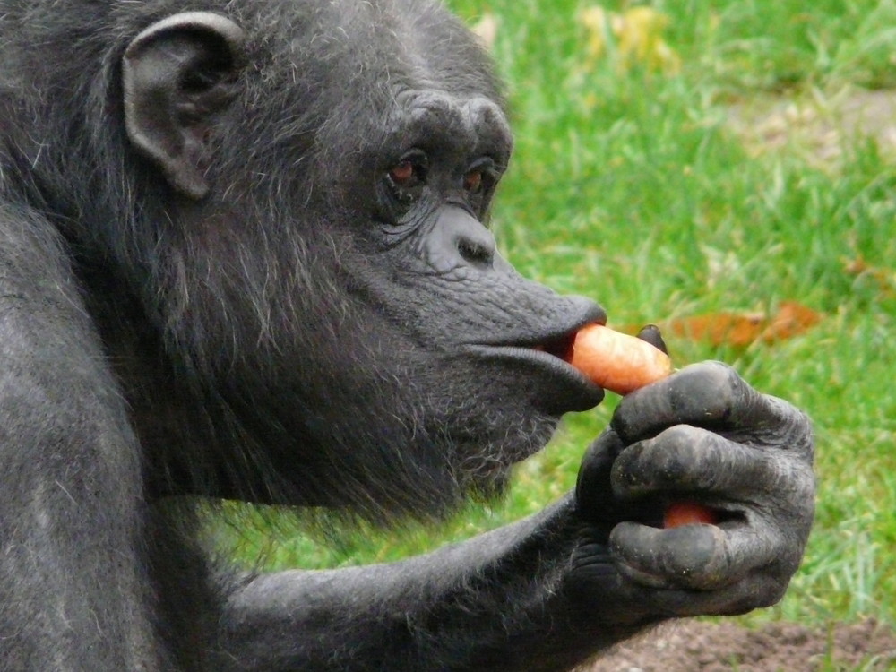 Fütterung bei den Schimpansen im Zoo Hannover
