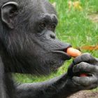 Fütterung bei den Schimpansen im Zoo Hannover