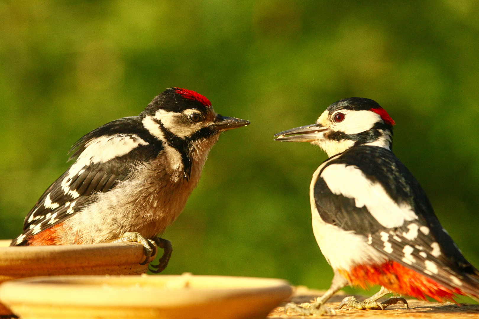 Fütterung bei den Spechten Foto & Bild | tiere, wildlife, wild lebende vögel Bilder auf ...
