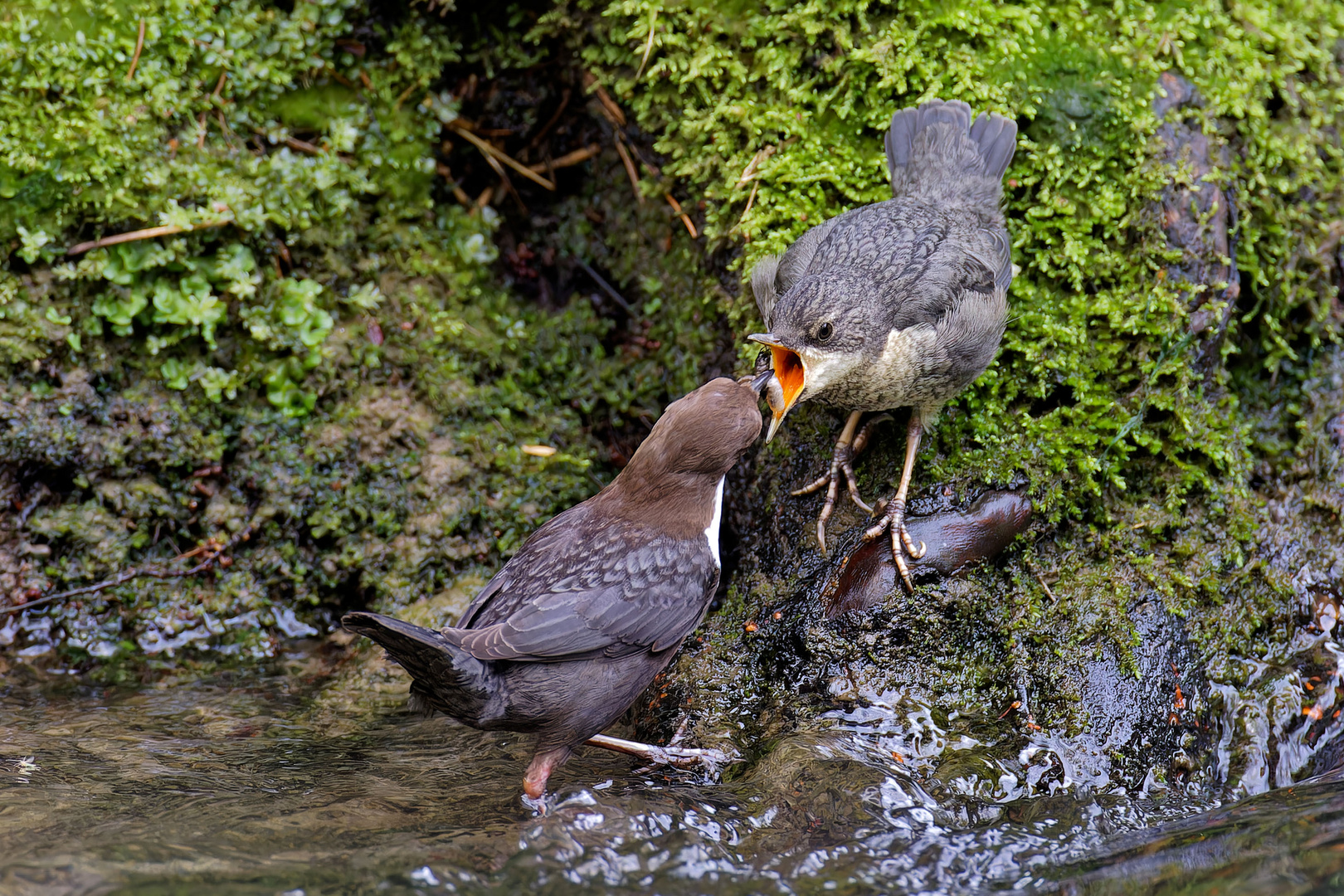  Fütterung bei der Wasseramsel