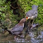  Fütterung bei der Wasseramsel