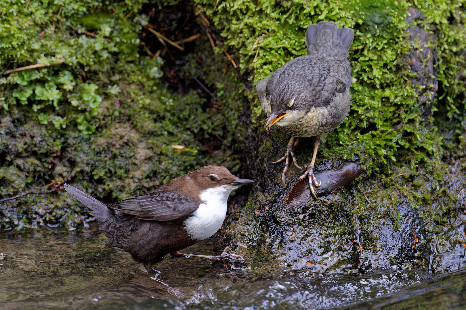  Fütterung bei der Wasseramsel