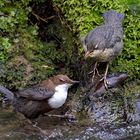  Fütterung bei der Wasseramsel