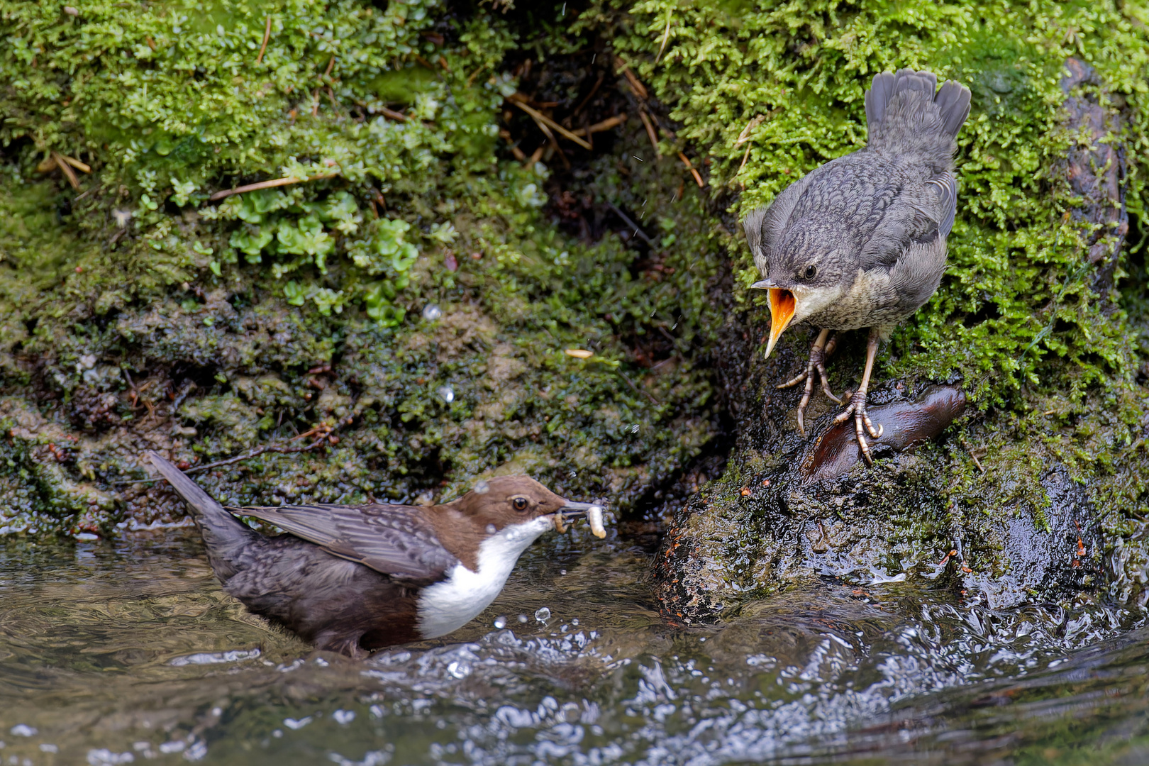  Fütterung bei der Wasseramsel