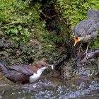  Fütterung bei der Wasseramsel