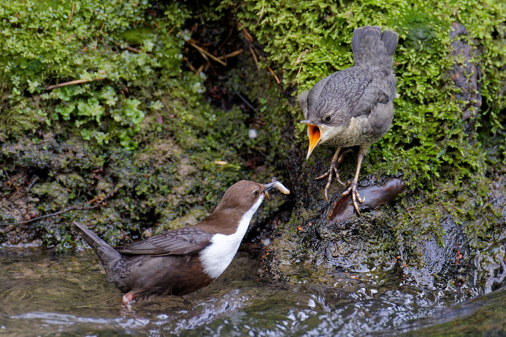  Fütterung bei der Wasseramsel