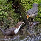  Fütterung bei der Wasseramsel