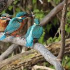 Fütterung bei Familie Eisvogel