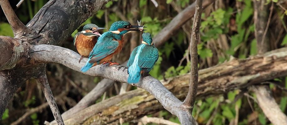 Fütterung bei Familie Eisvogel
