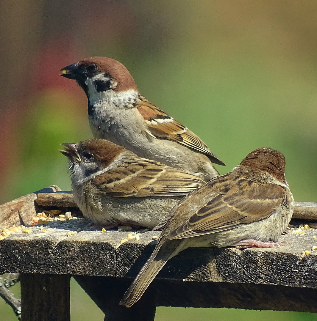 Fütterung bei Familie Spatz...