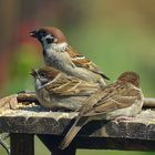 Fütterung bei Familie Spatz...