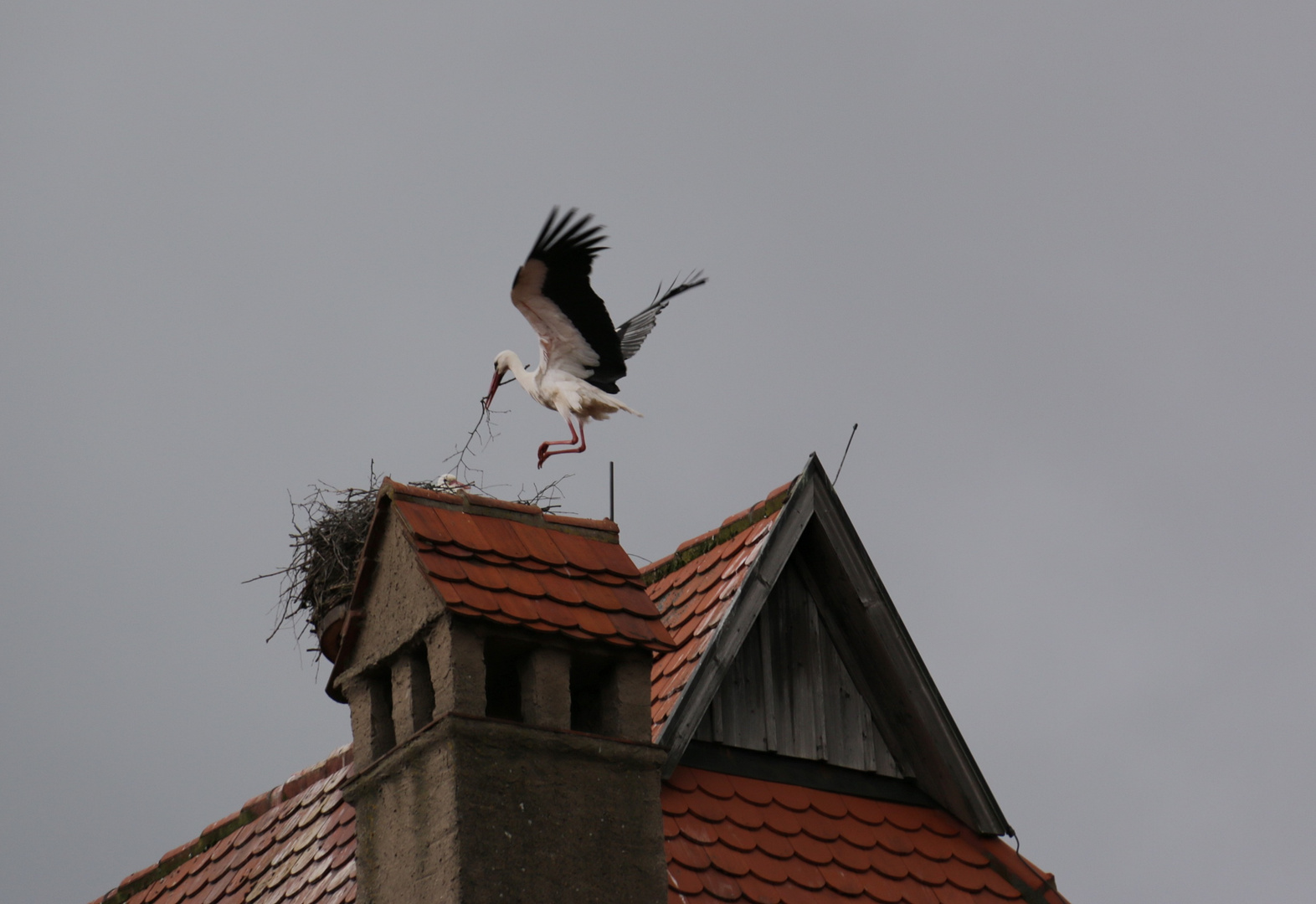 Fütterung bei Familie Storch