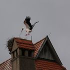 Fütterung bei Familie Storch