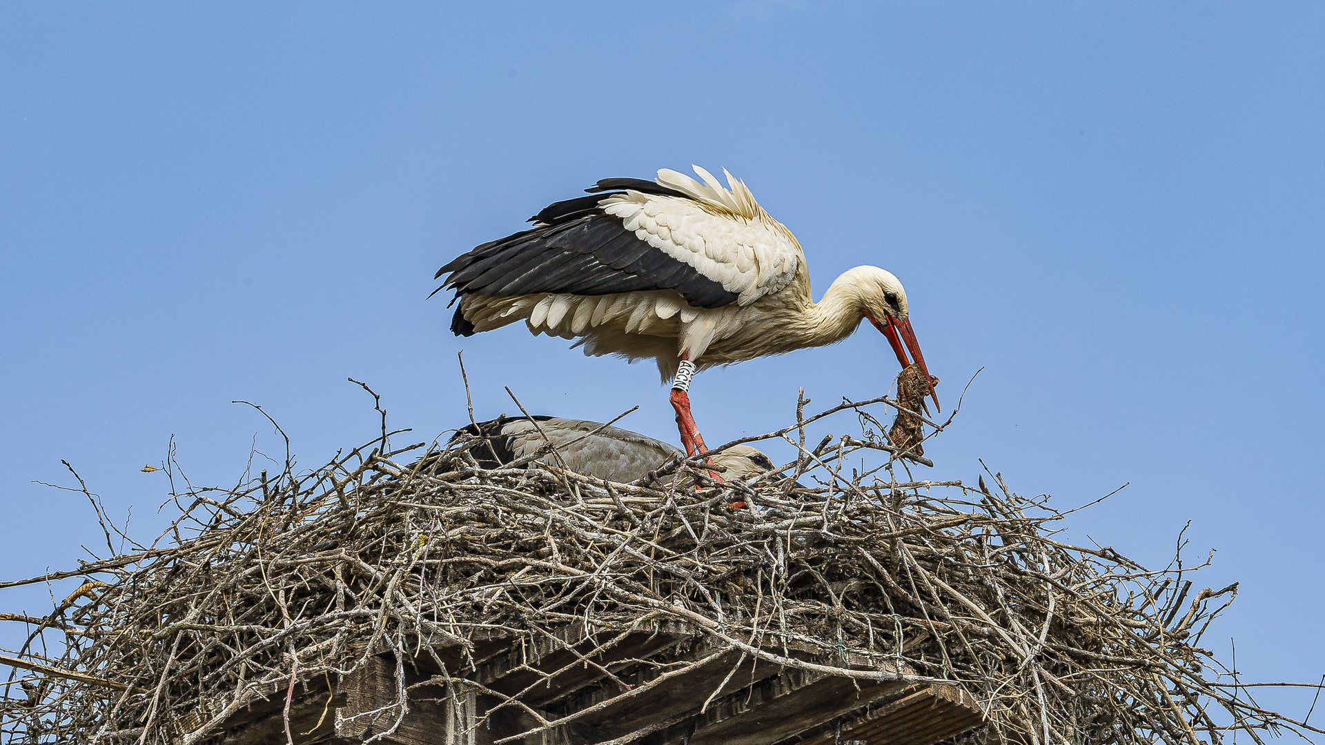 FÜTTERUNG BEI FAMILIE STORCH