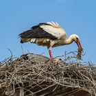 FÜTTERUNG BEI FAMILIE STORCH