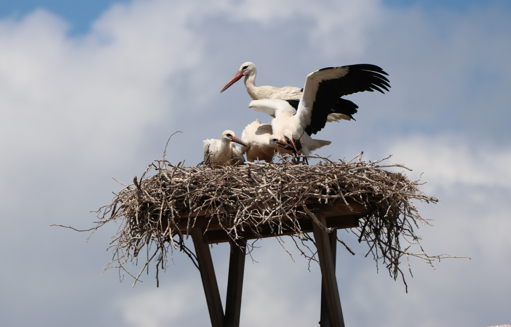 Fütterung bei Familie Storch