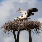 Fütterung bei Familie Storch