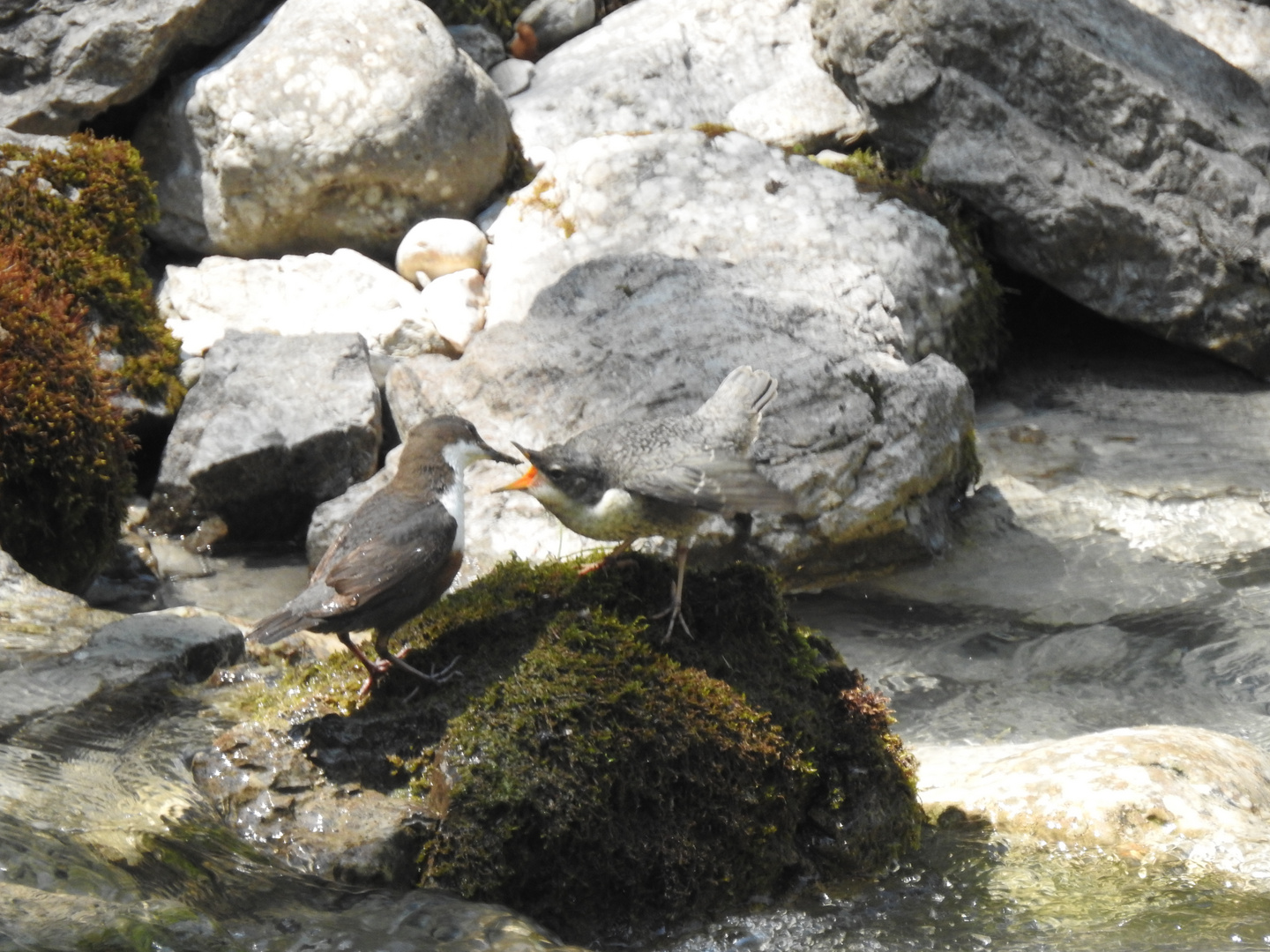 Fütterung bei Familie Wasseramsel