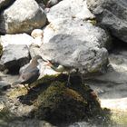 Fütterung bei Familie Wasseramsel