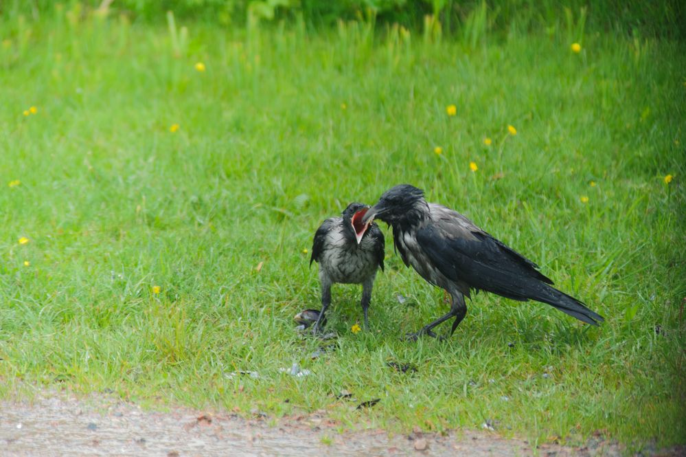 Fütterung bei Nebelkrähens_03