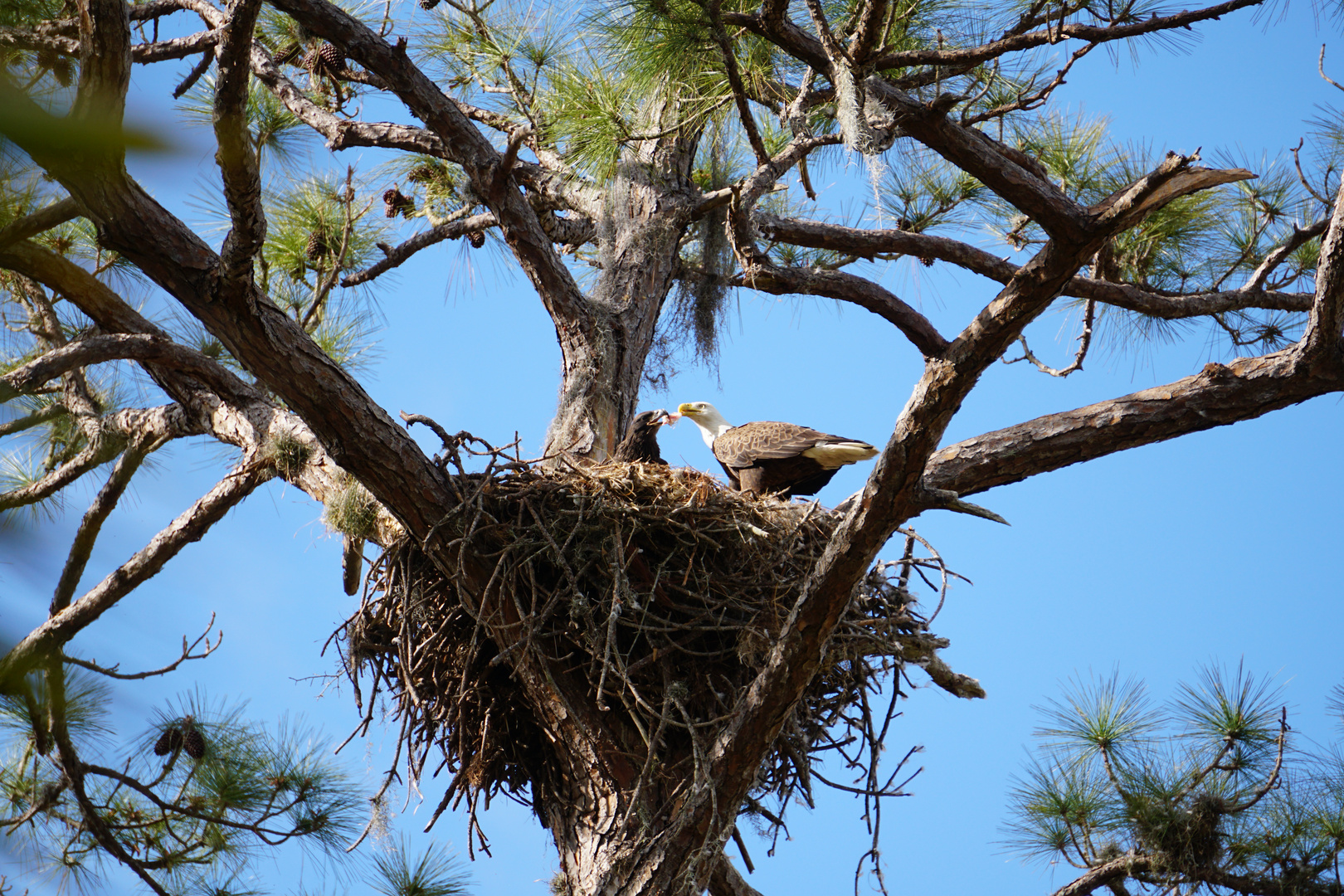 Fütterung der Baby Eagle in Florida