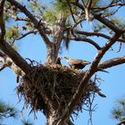 Fütterung der Baby Eagle in Florida