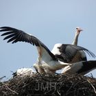 Fütterung der drei Jungstörche durch einen Altstorch